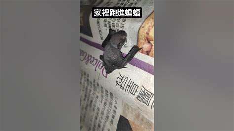 斷龍脈 意思 蝙蝠跑進家裡